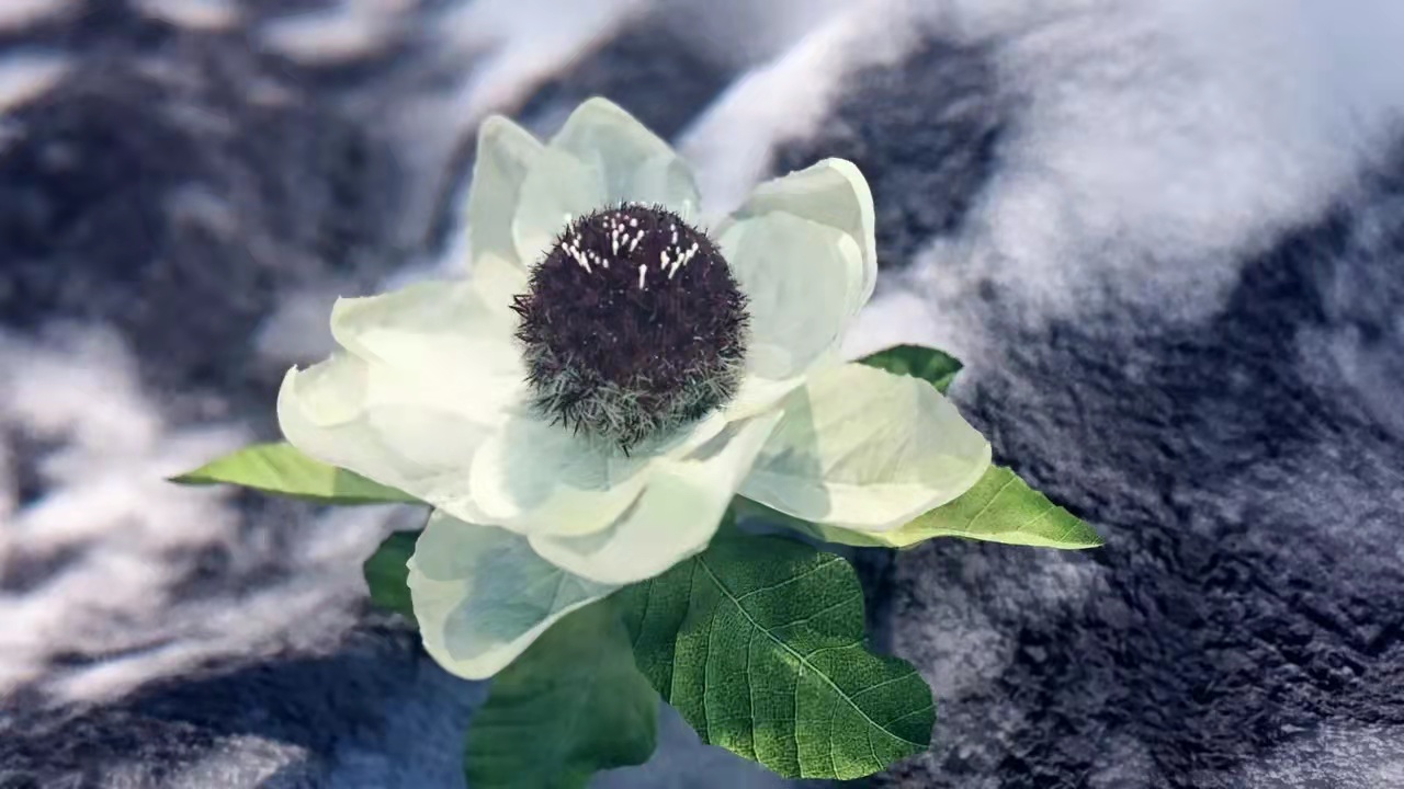 花朵美图|圣洁的天山雪莲花,北国最早报春的冰凌花合集55张