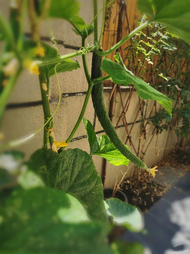 是女明星也是“菜农”！柳岩吃过刘亦菲种的茄子，张馨予家有农场