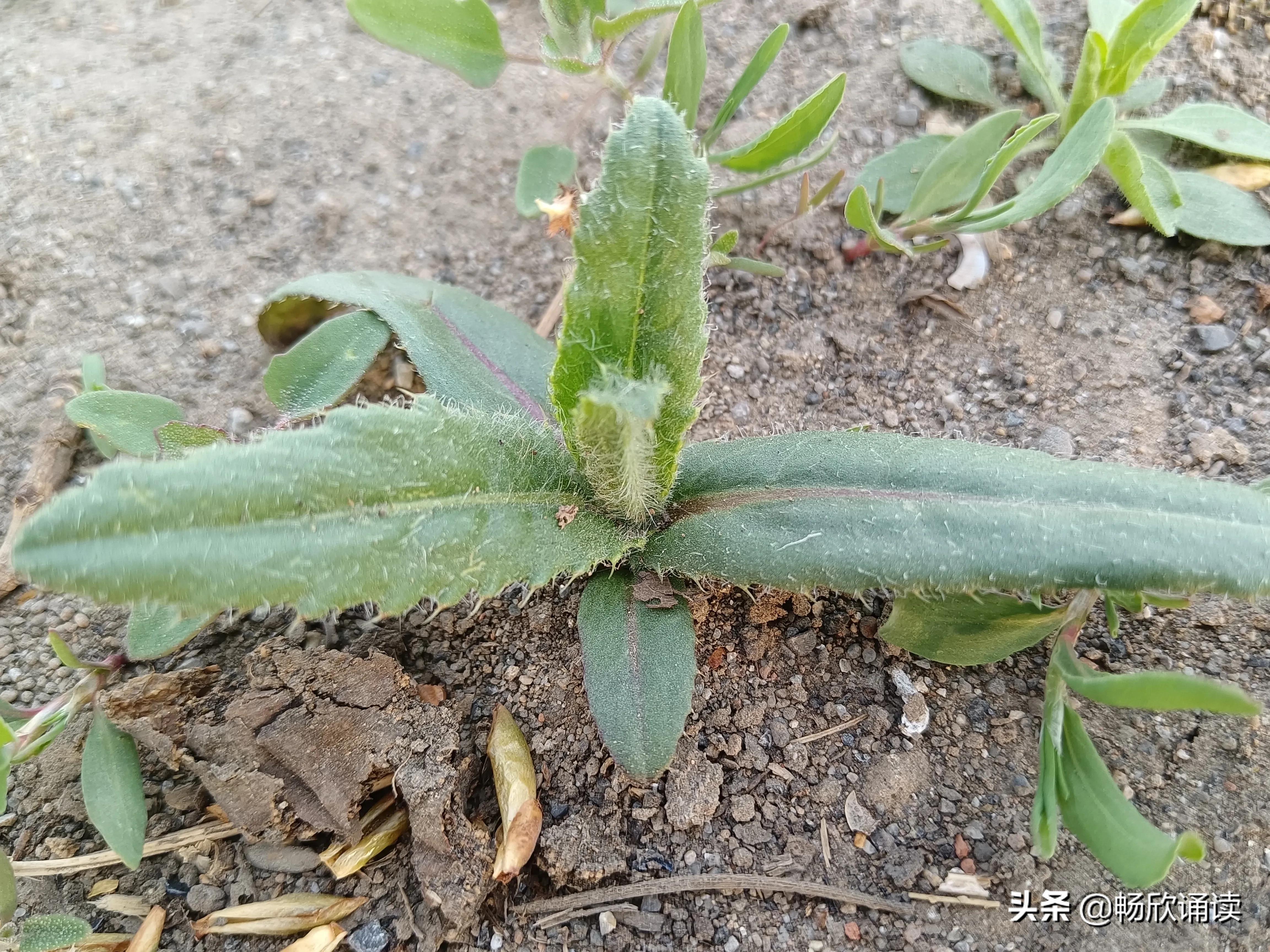 夏至草的作用与功效（春天常见的野菜图鉴）