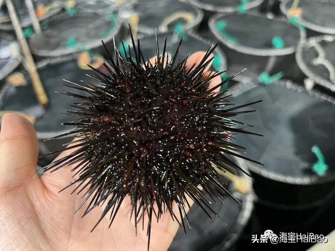 越吃越贵越贵越吃,大连海胆跑赢鲍鱼,全产业链价格高企