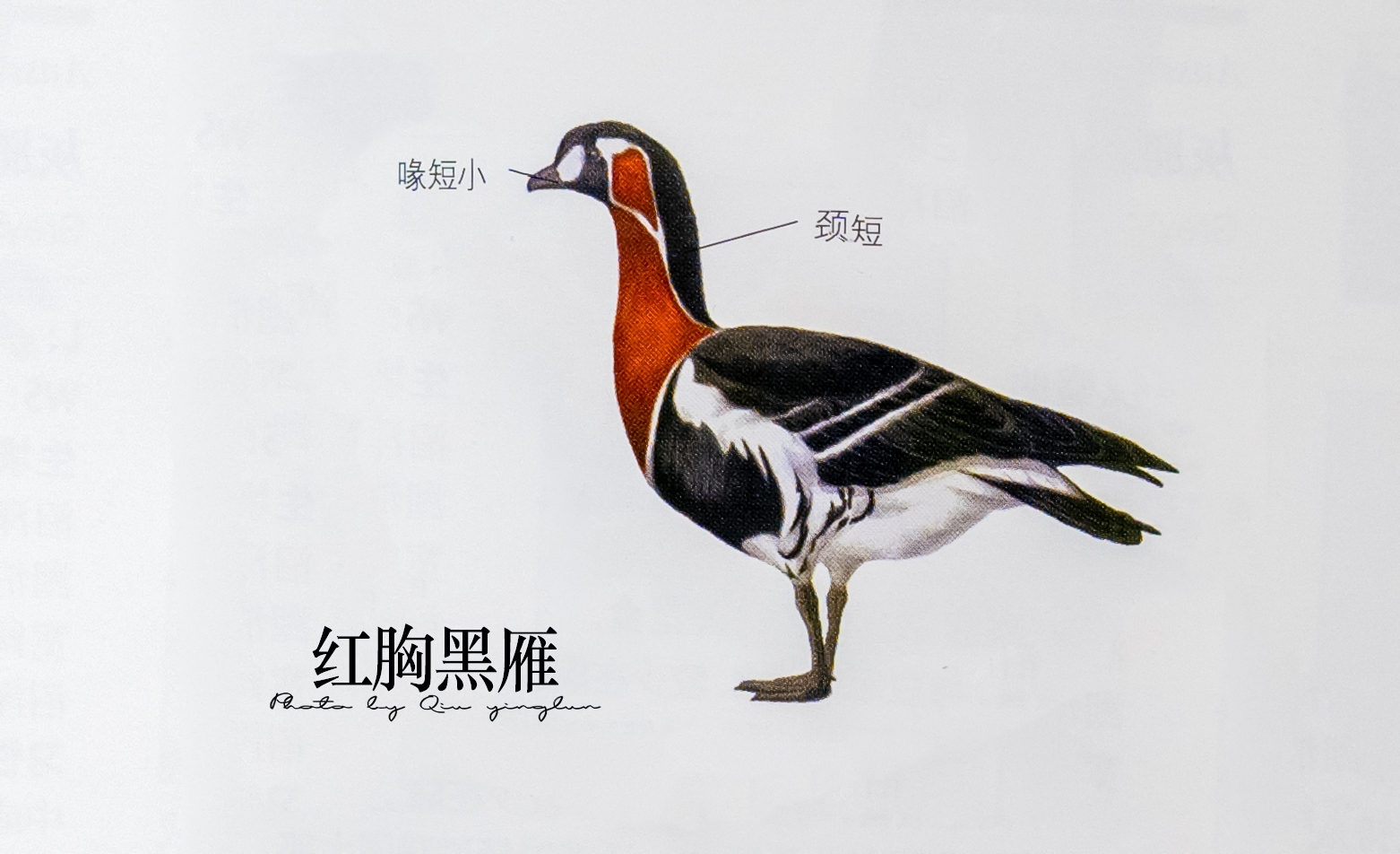 东江揽胜：鸟类观察手册（1）——雁形目