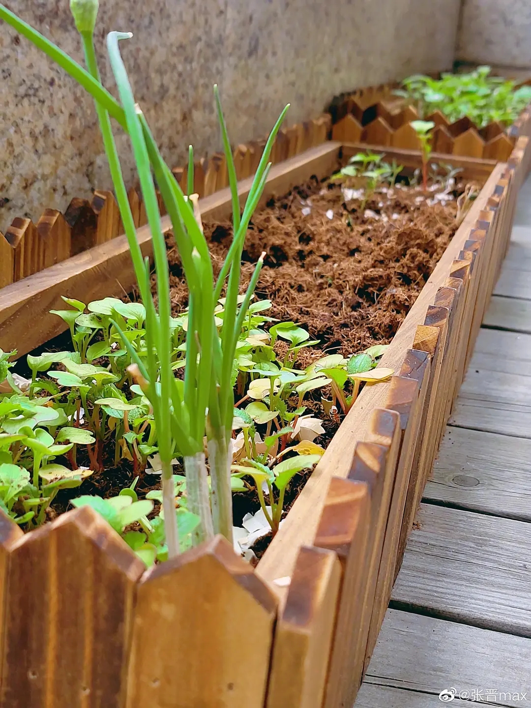 是女明星也是“菜农”！柳岩吃过刘亦菲种的茄子，张馨予家有农场