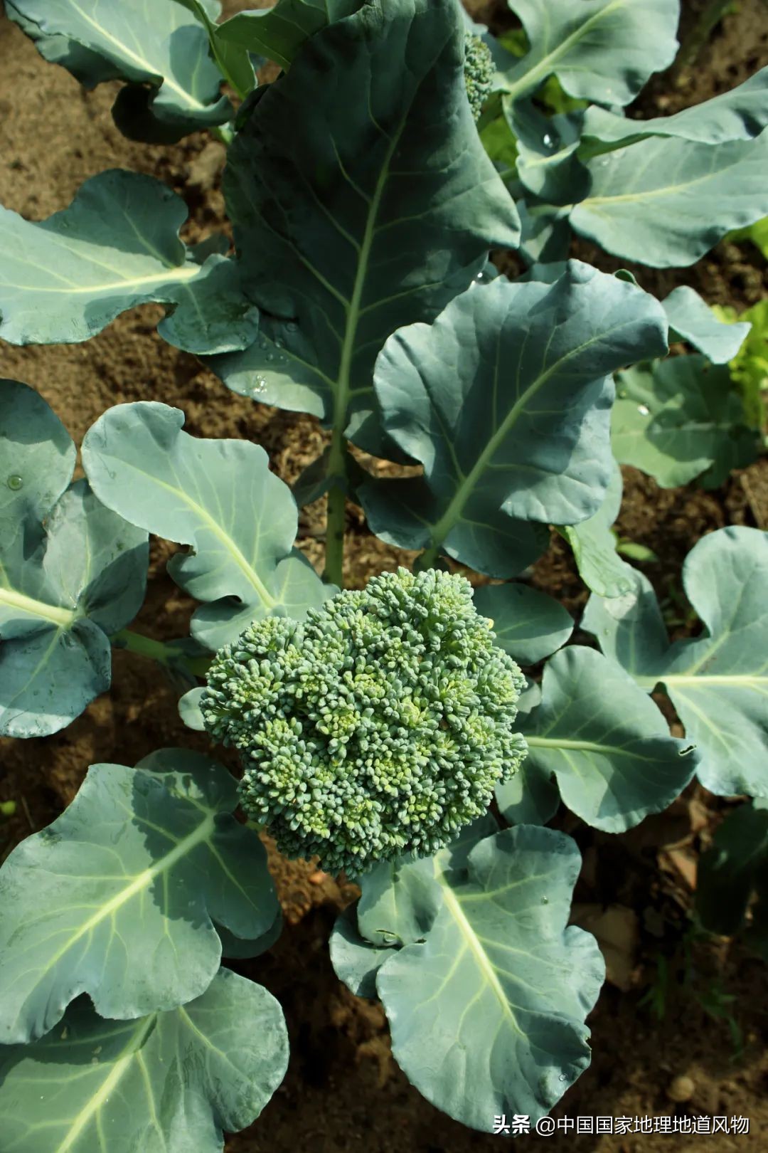 助力蔬菜自由，山东、河南、河北、江苏四省，种菜到底有多猛？