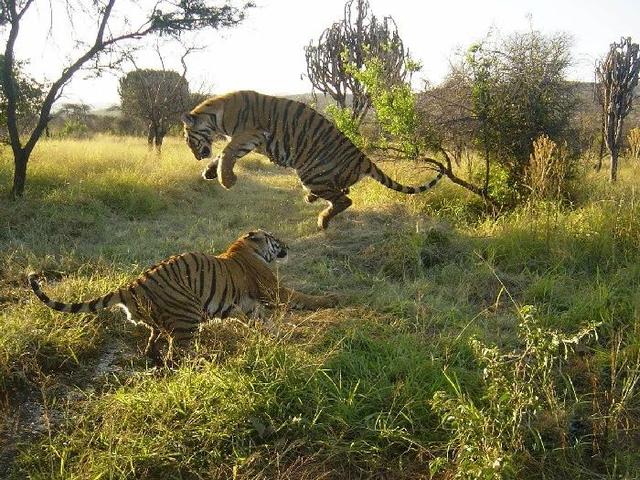 华南虎野外灭绝,18年前曾被放养非洲,现在为什么不带回来?