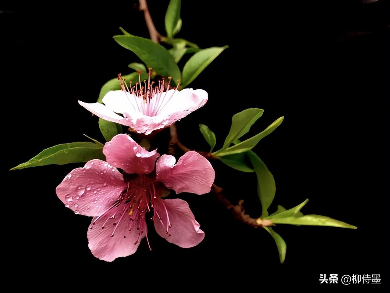 女摄影师的拍照"套路",在梦幻诗意的春天,拍摄浪漫唯美的照片