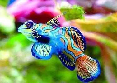 31,鱼虾舞浪狂鳅鲲,龙蛇胆战登鸿门.