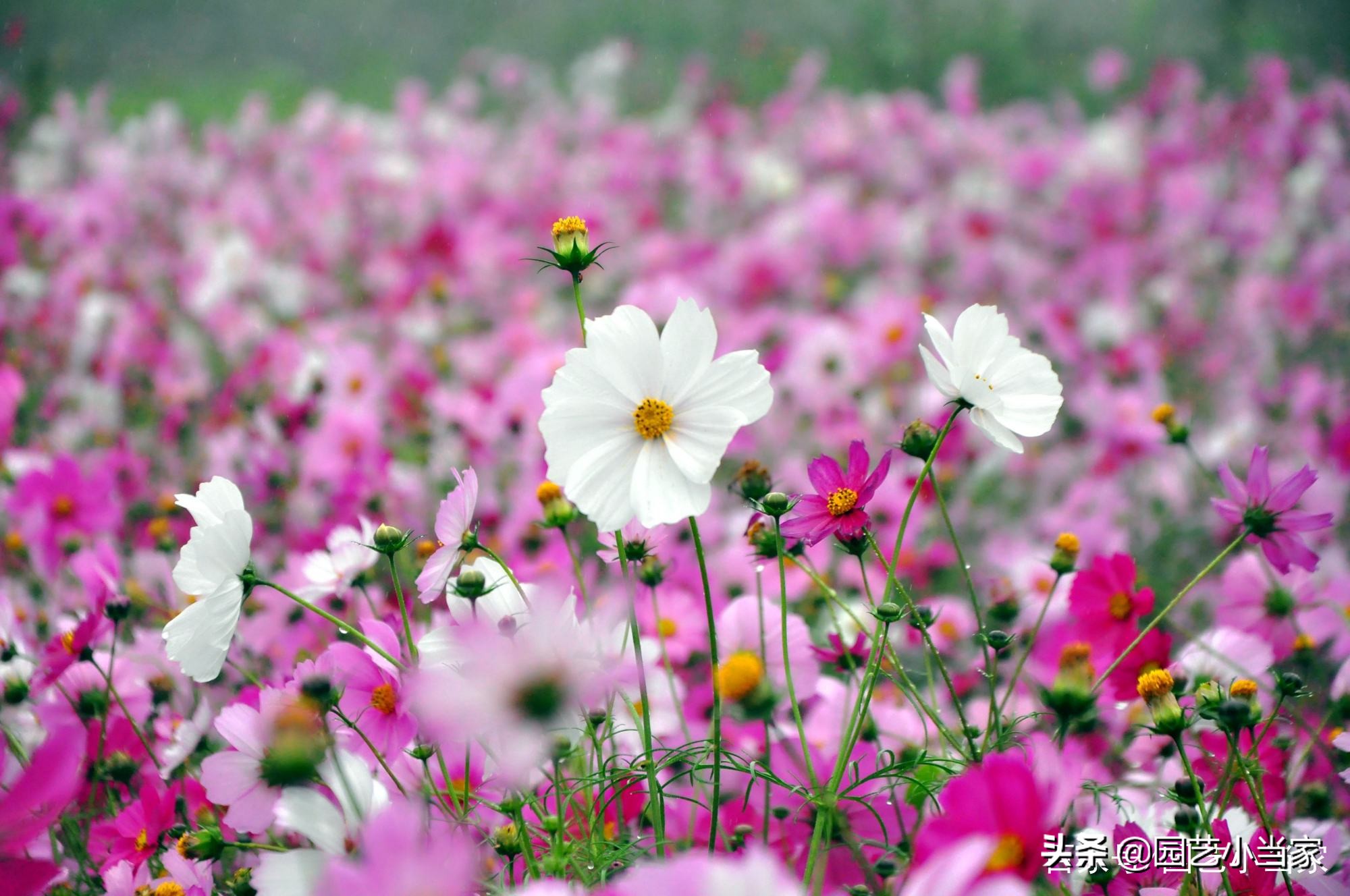 格桑花和波斯菊的区别（一文详解两种花的不同）