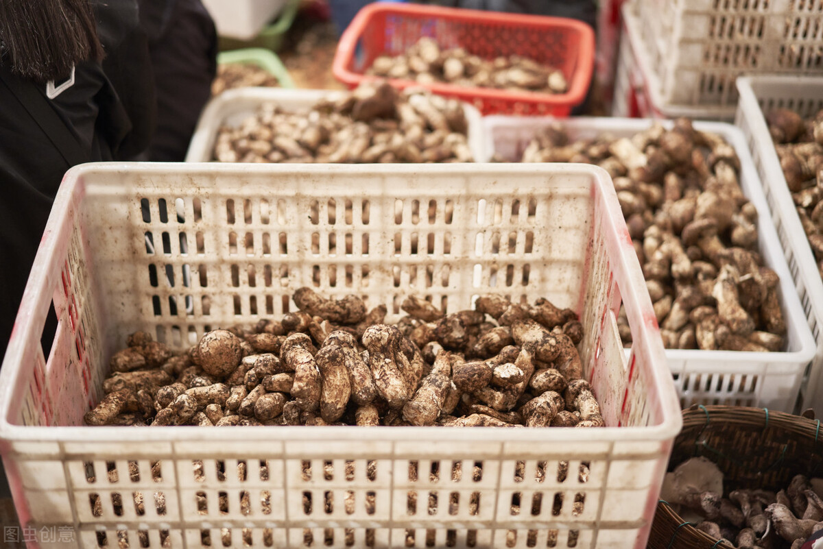 食用菌5000多种，松茸为什么如此昂贵？看看松茸的生长过程