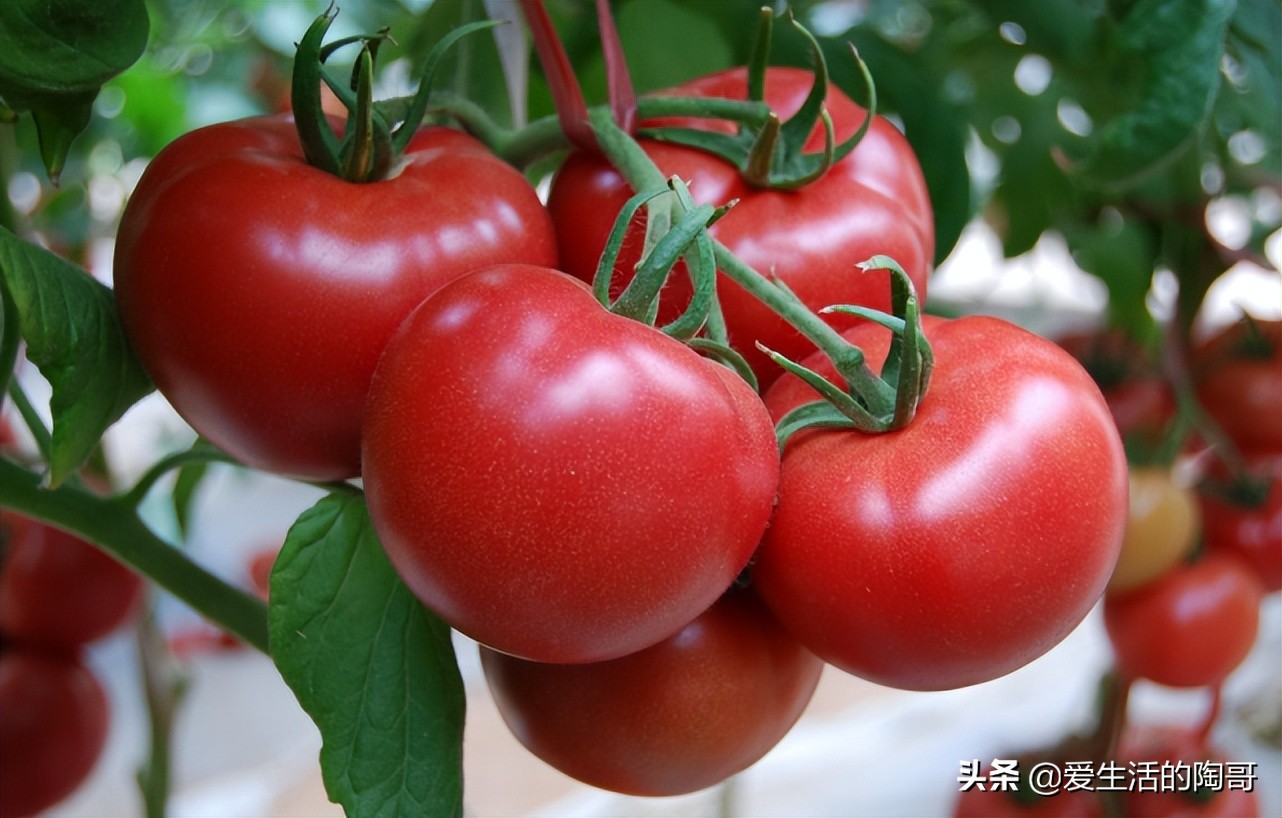 夏季天然“健康食物”排行榜，黃瓜排第3，番茄排第2，建議了解
