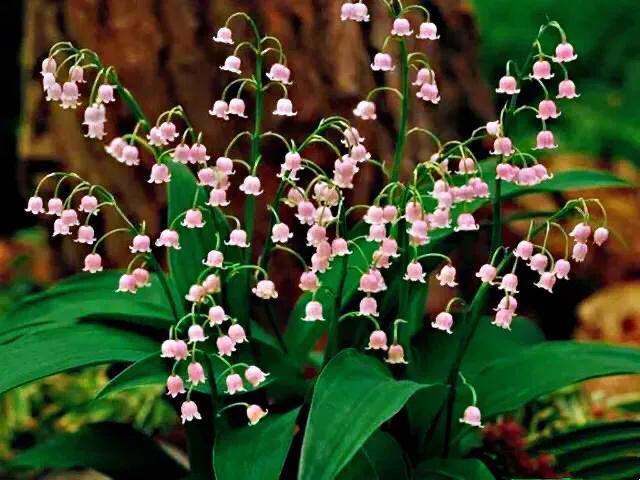 8915七彩铃兰 8915