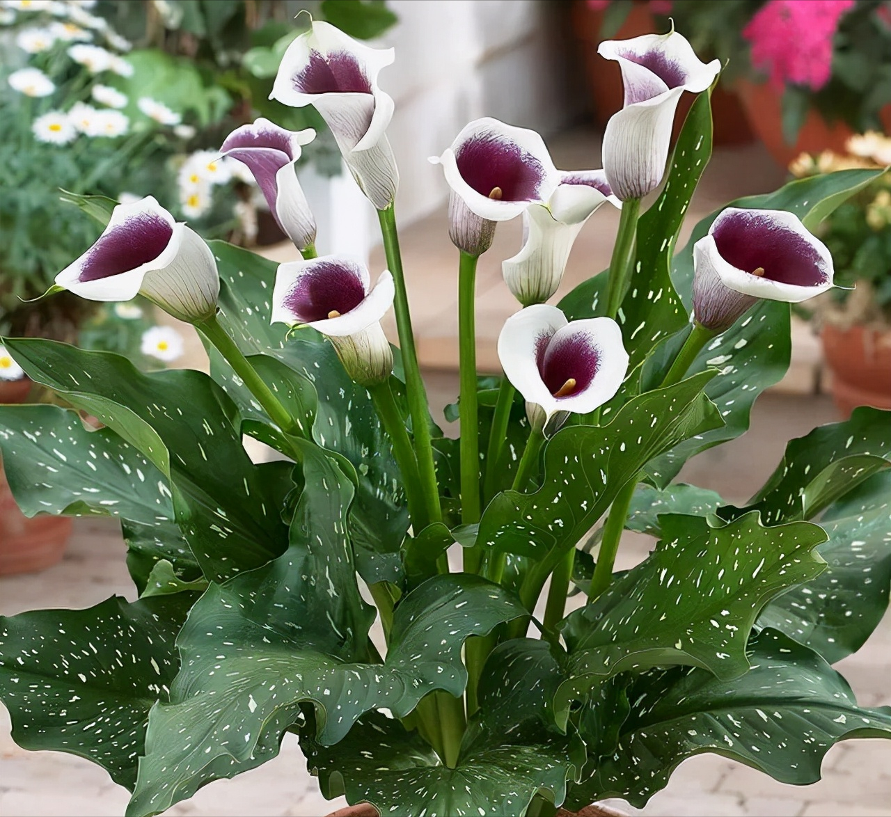 十二星座对应的"幸运花",选对它,新的一年,运势也会慢慢变好