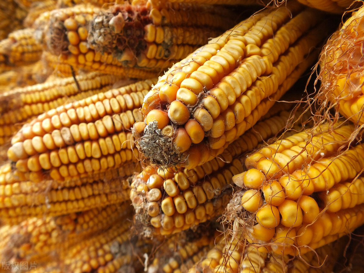 玉米市场价多少钱一斤玉米价格越涨越高