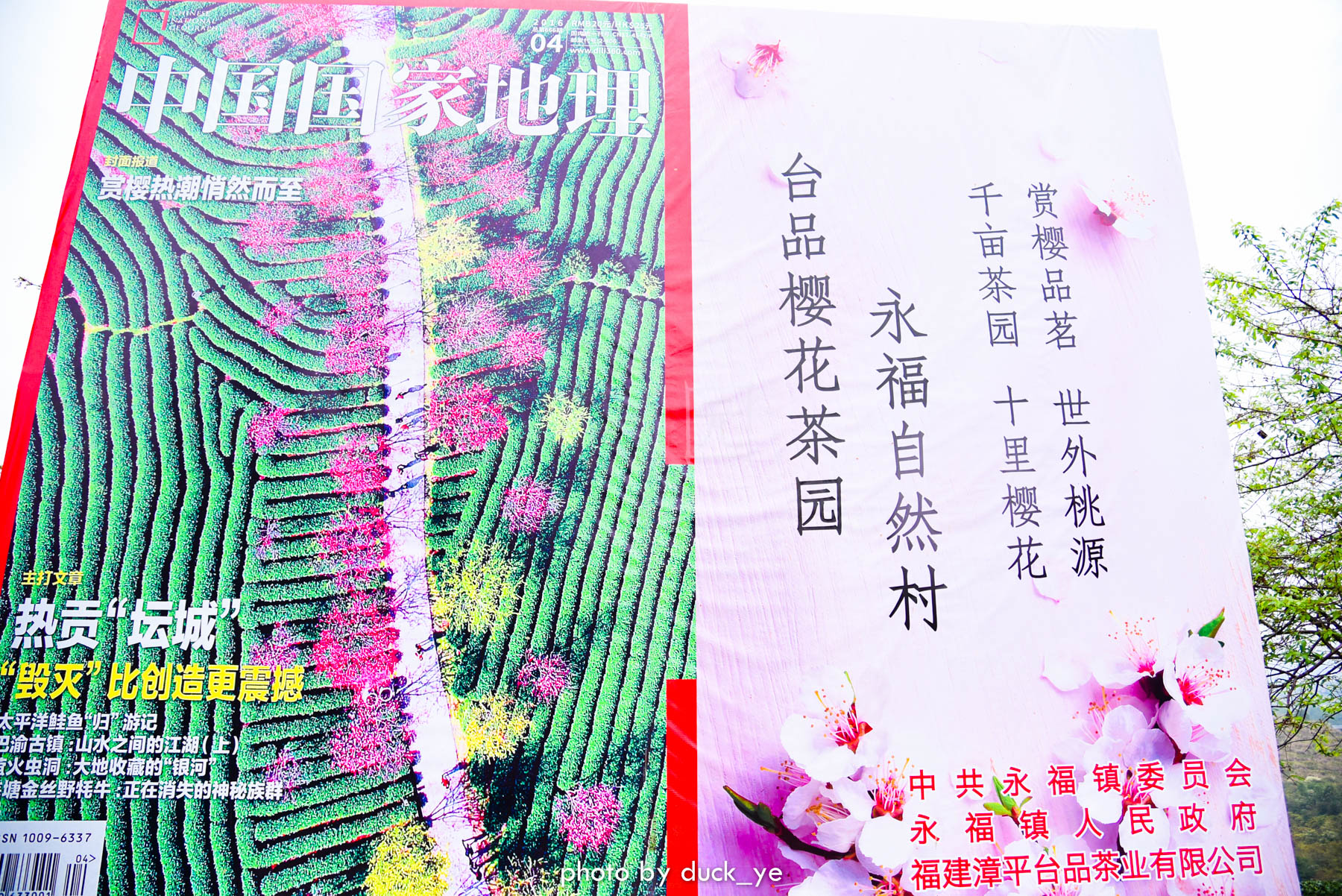 樱花绽放，福建漳平小村里登上中国国家地理，三大特点冠绝全国