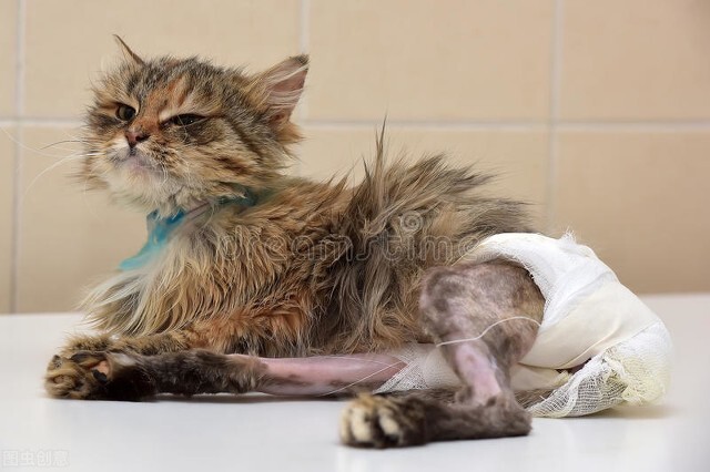 猫咪拉肚子怎么办？居家治疗都有哪些方法