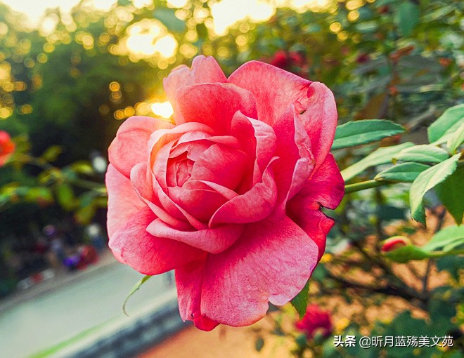 浪漫情人节，爱你一生，守护一世