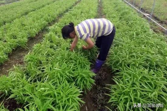 空心菜种子泡多久可以种（空心菜的种植技巧）