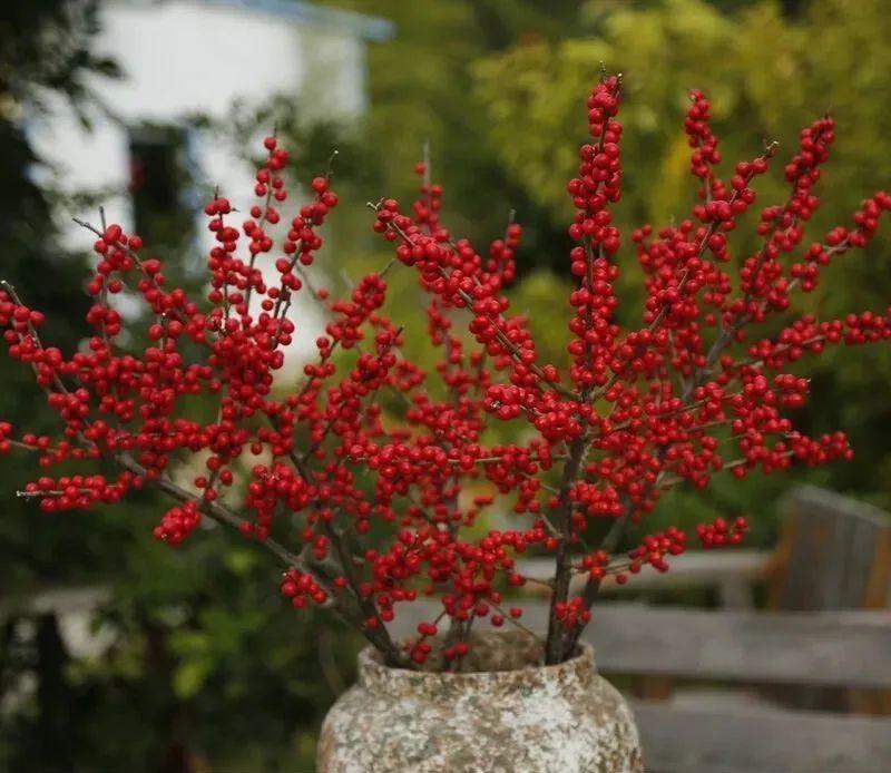 年宵花中的“爱马仕”，红果子挂满枝，红红火火大吉大利