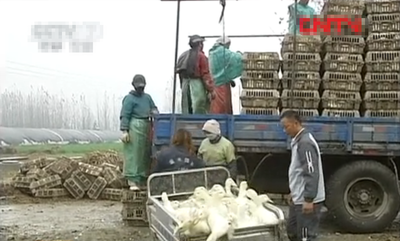 2007年男子花60万养鸭子，4年后靠鸭子挣了2000万，如今身价过亿