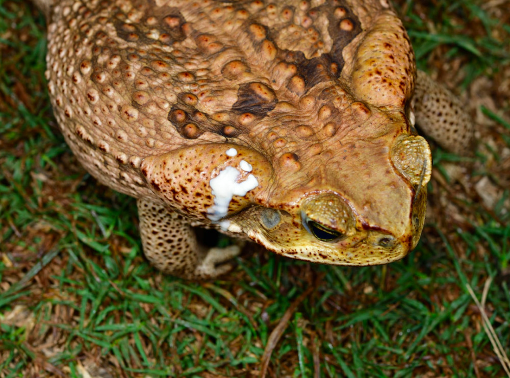 野生蟾蜍多少钱一斤(6人抓943只蟾蜍被捕) - 价格百科
