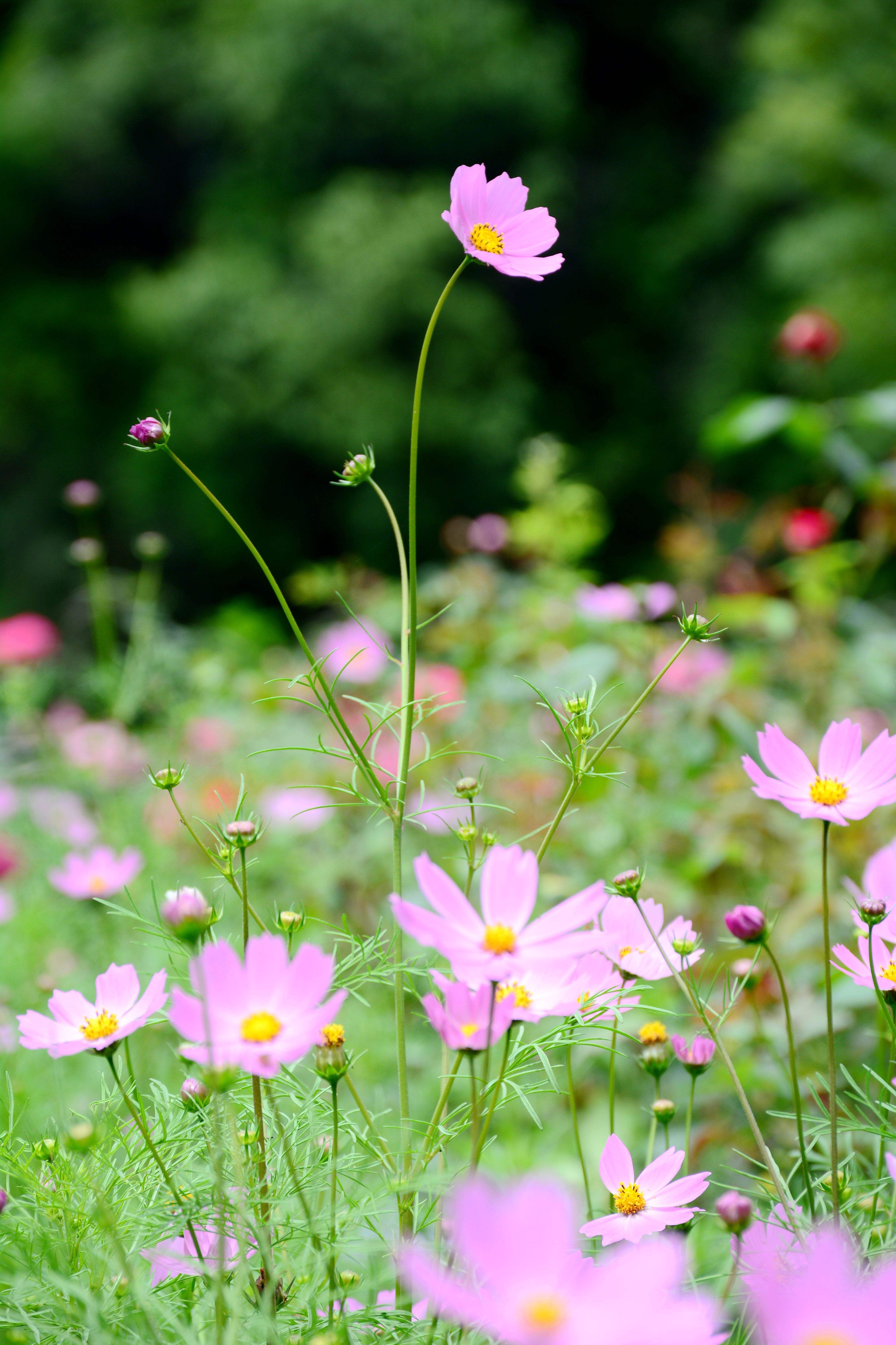 格桑花 手机壁纸 清新图片