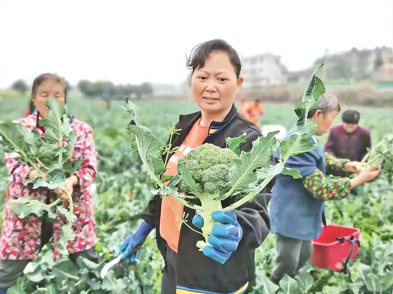 80后山东夫妻，放弃5万月薪，回村种菜，一天卖了120万，凭啥？