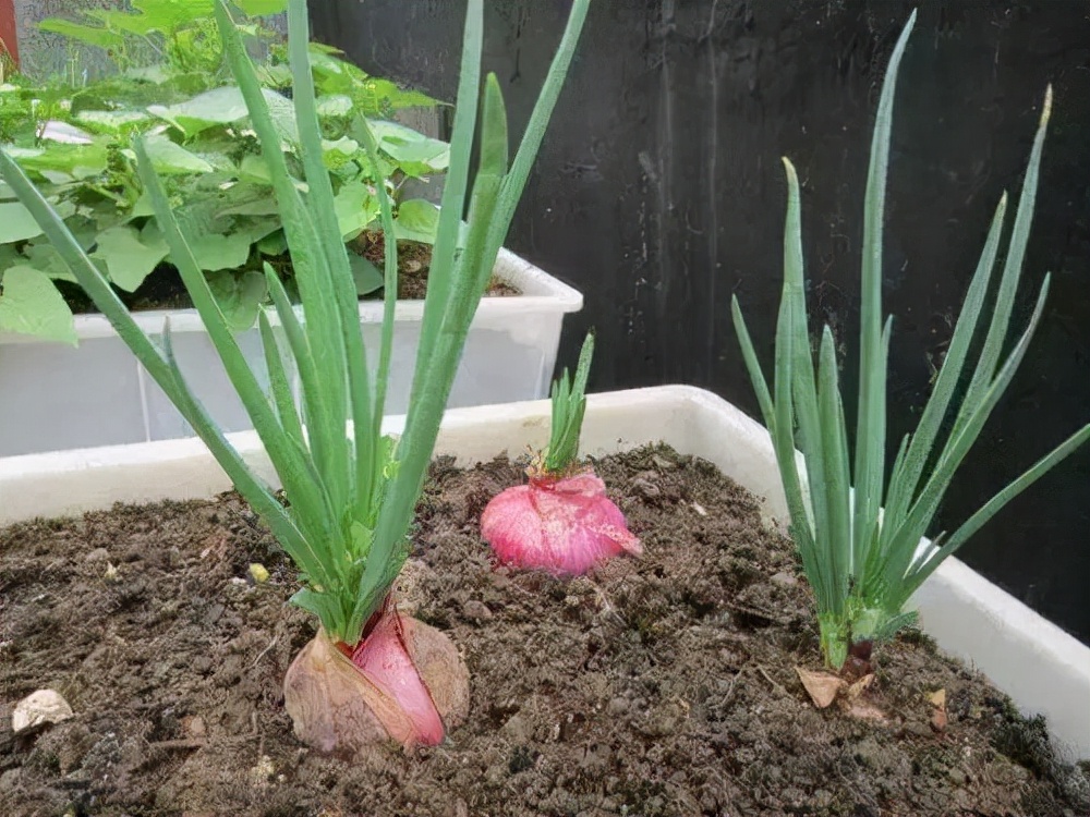 发芽的洋葱、生姜、大蒜、山药、花生，哪些食物发芽后不能吃？
