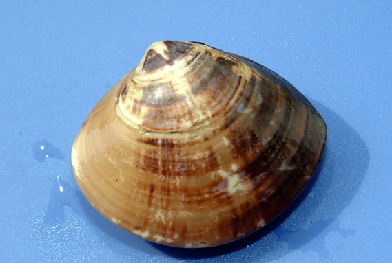 大文蛤图片大全(广东也曾出现100斤巨型文蛤)