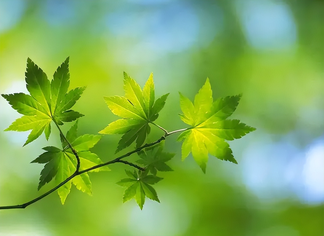 一年花信过 满院绿阴多，古诗词里的春天绿阴，这匆忙的时光啊