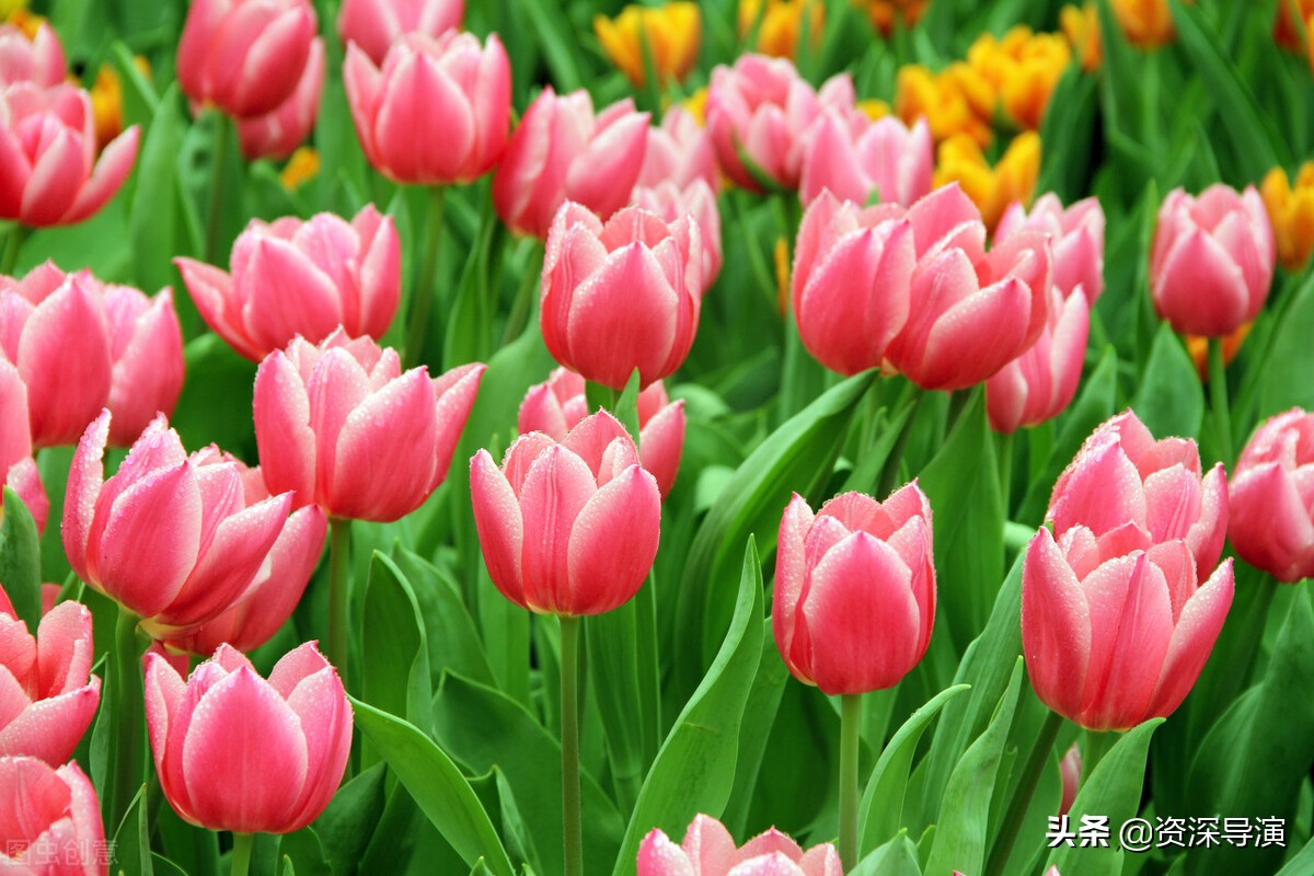 如何成为一名影视导演