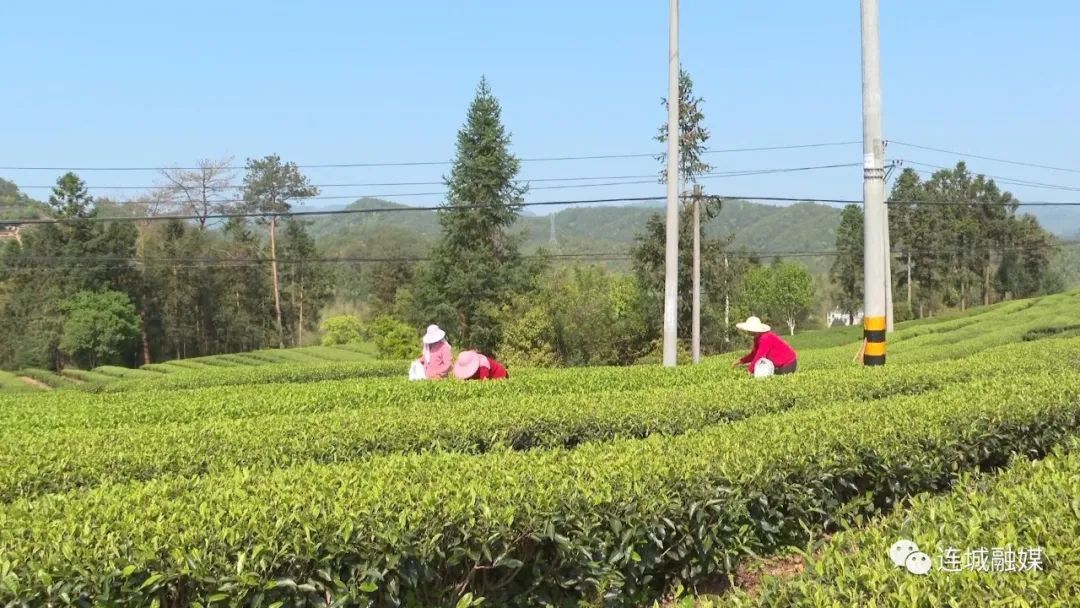 「全面推進鄉村振興」連城宣和：茶園飄香采茶忙