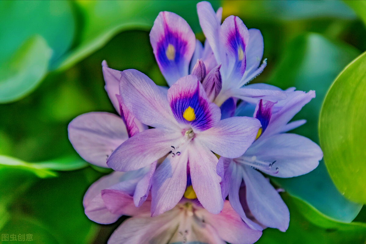 一花一世界，一束花点燃爱，相逢花浪漫情，春花情长，迷人心醉