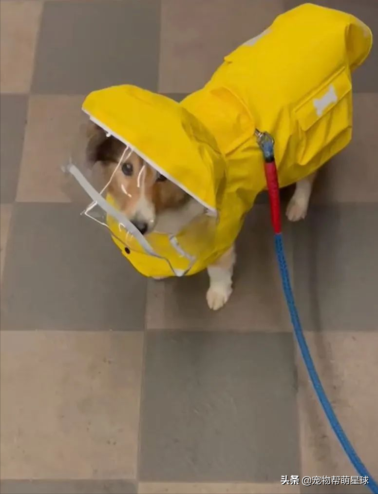 狗狗穿上新雨衣，竟陶醉在镜子前自我欣赏，不想出门散步了都