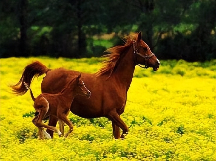 十首描写马的古诗，点开文章看看有没有你知道的