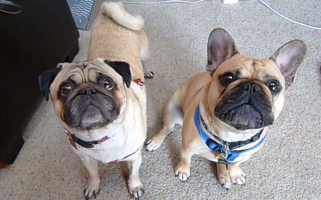 巴哥犬vs法国斗牛犬,你更喜欢哪种?