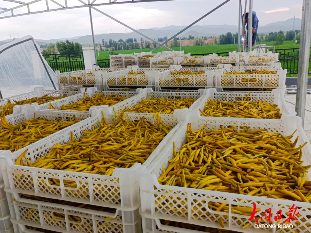 大同:“致富花”迈向高质量发展大产业 成为乡村振兴“助推器”