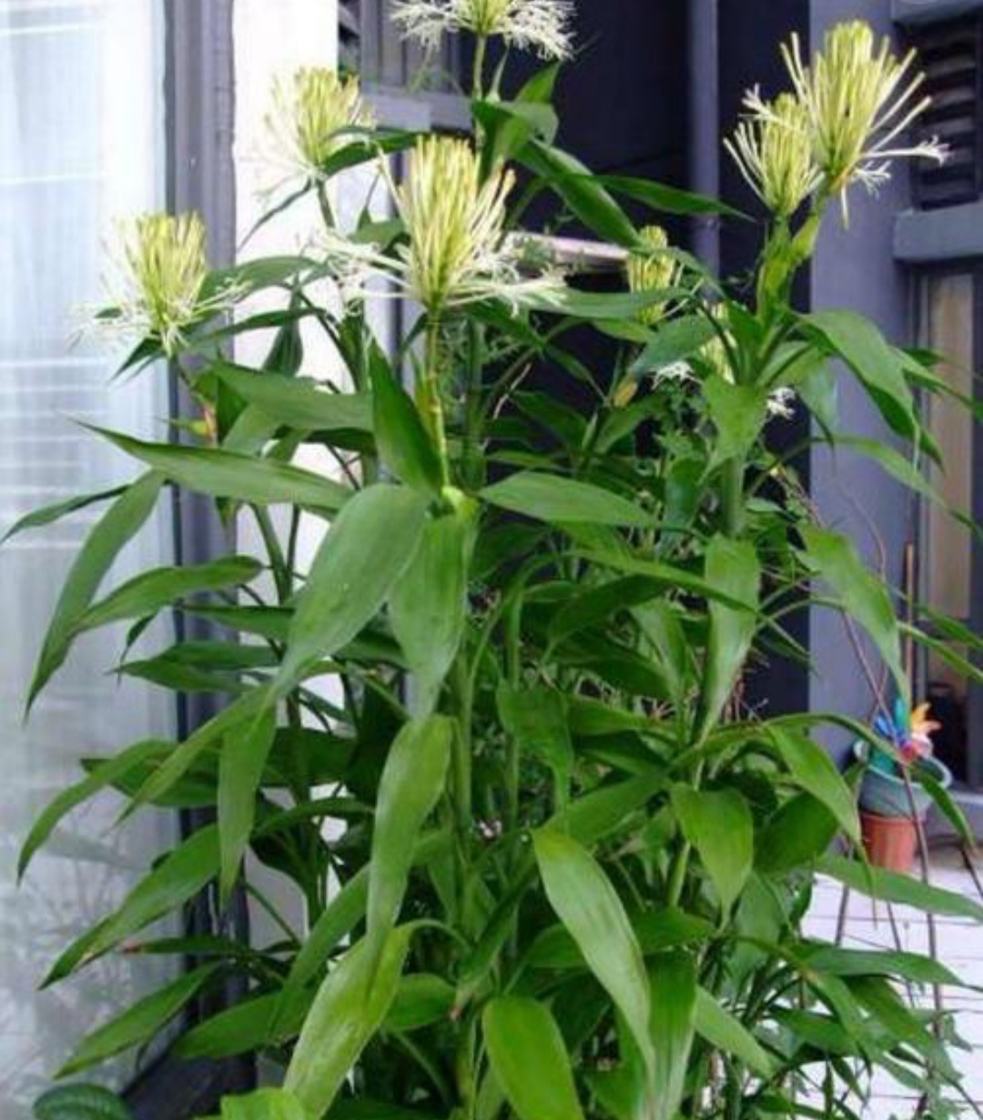 飞羽竹芋是（40款超治愈的家居绿植介绍）