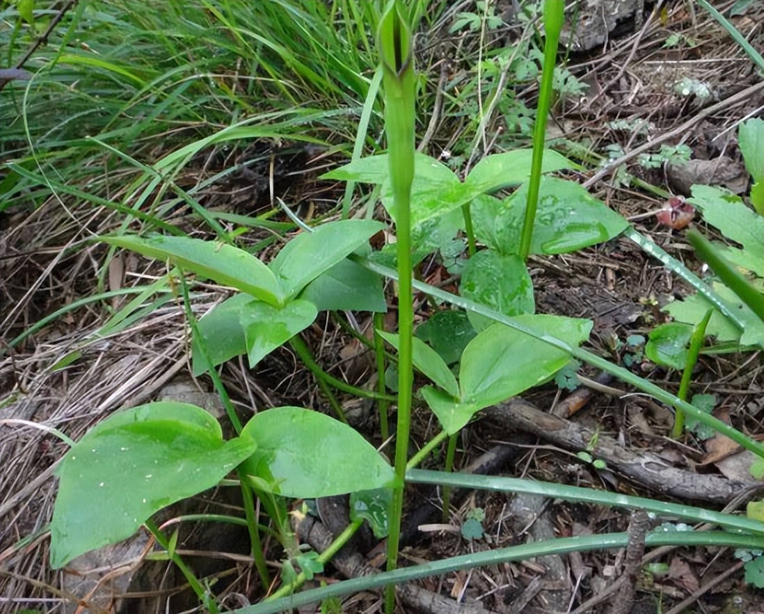玉米田的杂草,全株含毒,儿时5毛1斤很多人挖,如今价格翻了30倍
