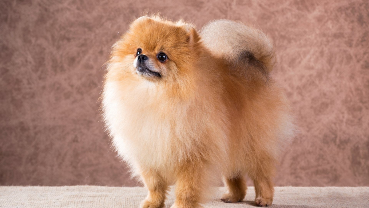 深受明星喜爱的小型犬,博美位居前列,带你了解它的特点