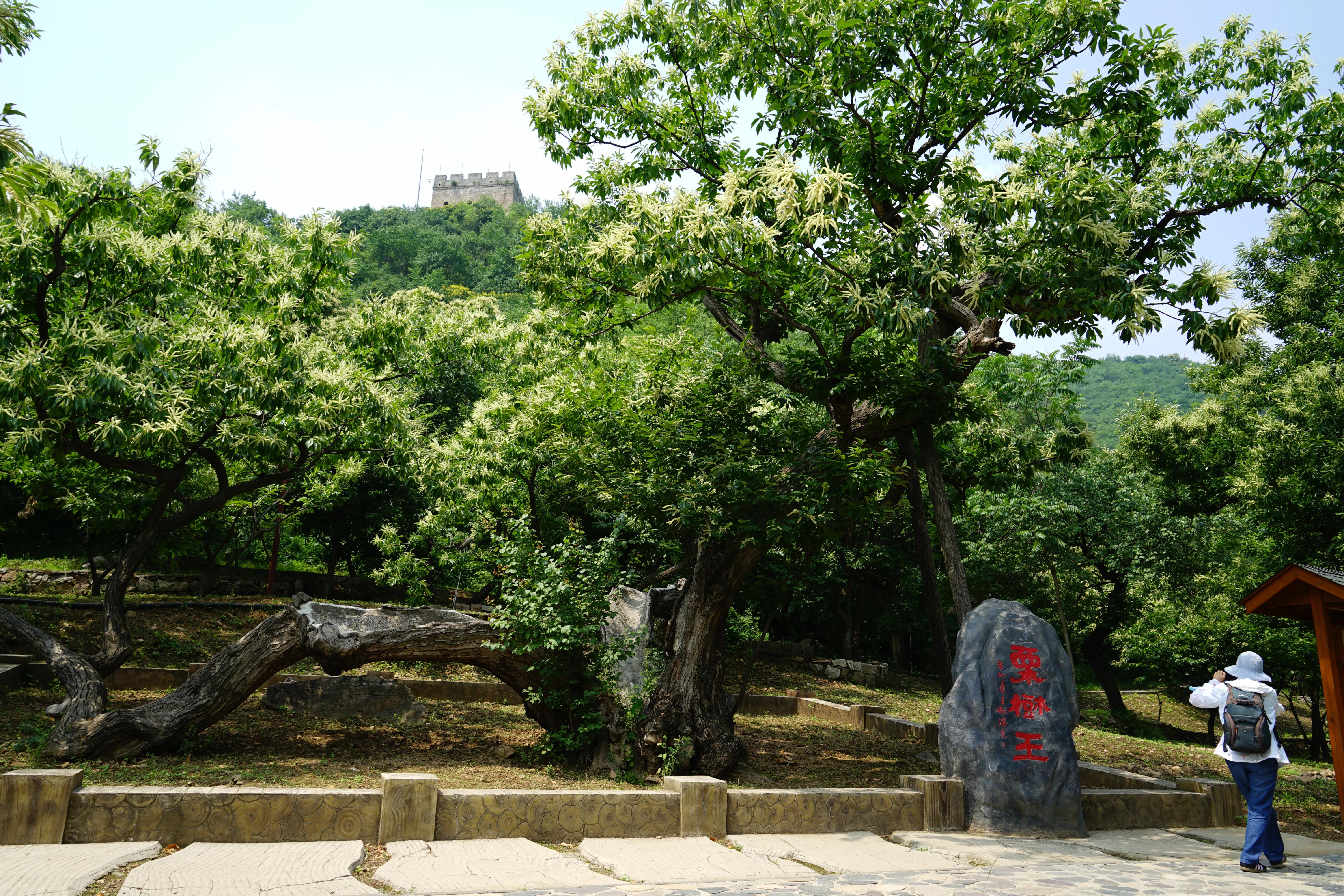 怀柔黄花城水长城 盛夏风光