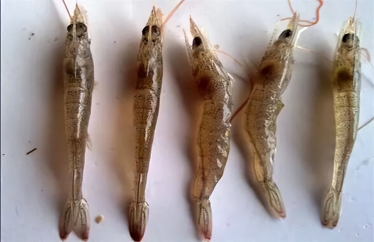 福建浓泰弘升农业科技有限公司解读白对虾的十大疾病
