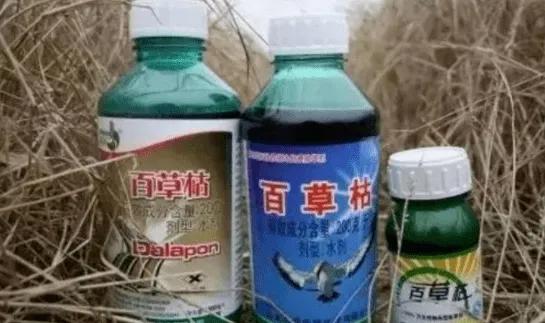 高三学生因顶撞老师被勒令停课，为高考喝下百草枯，最终失去生命