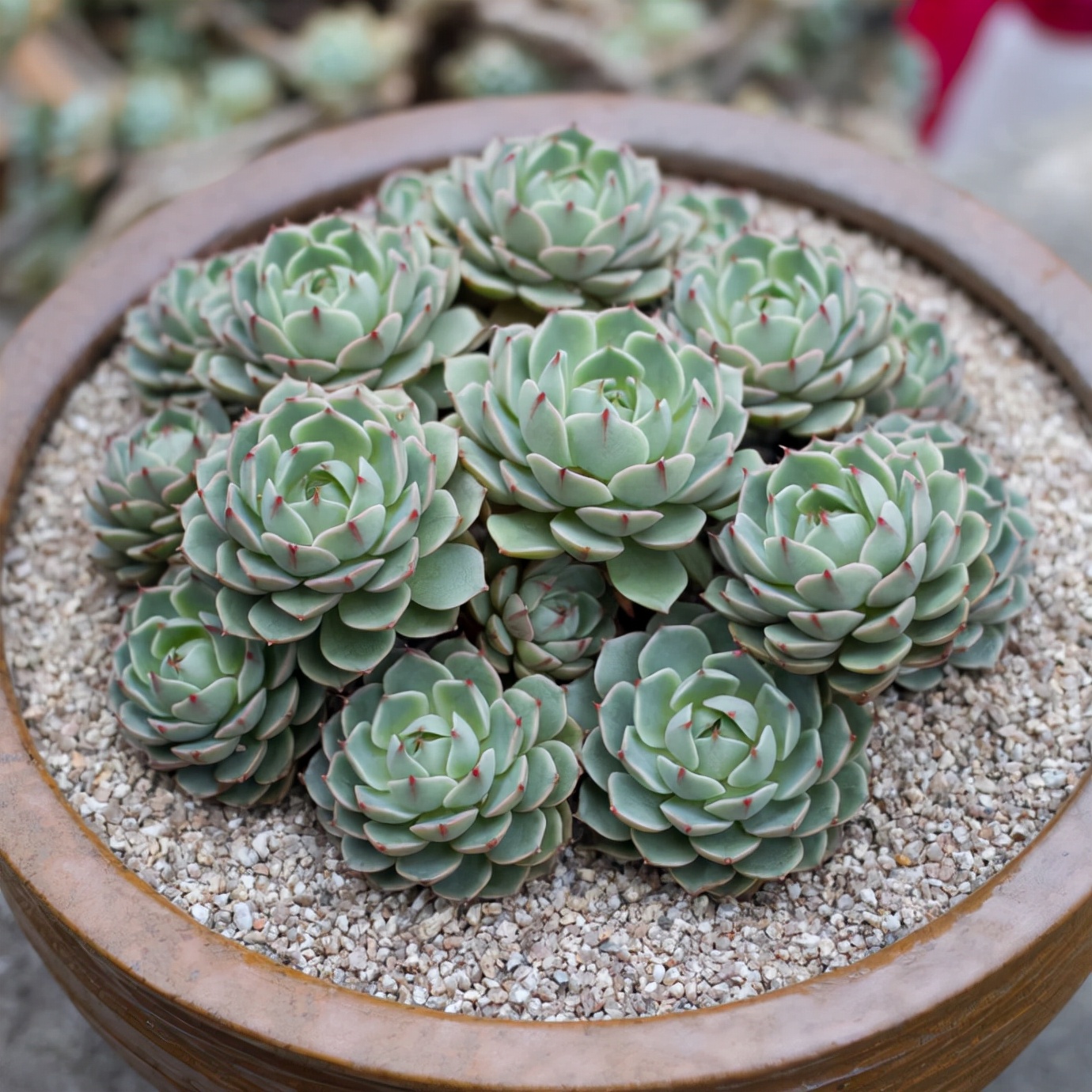 多肉植物种类（100种常见多肉图鉴分享）