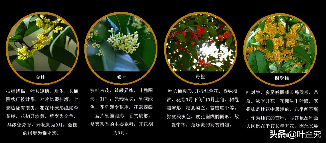 中国十大名花，您都知道吗？