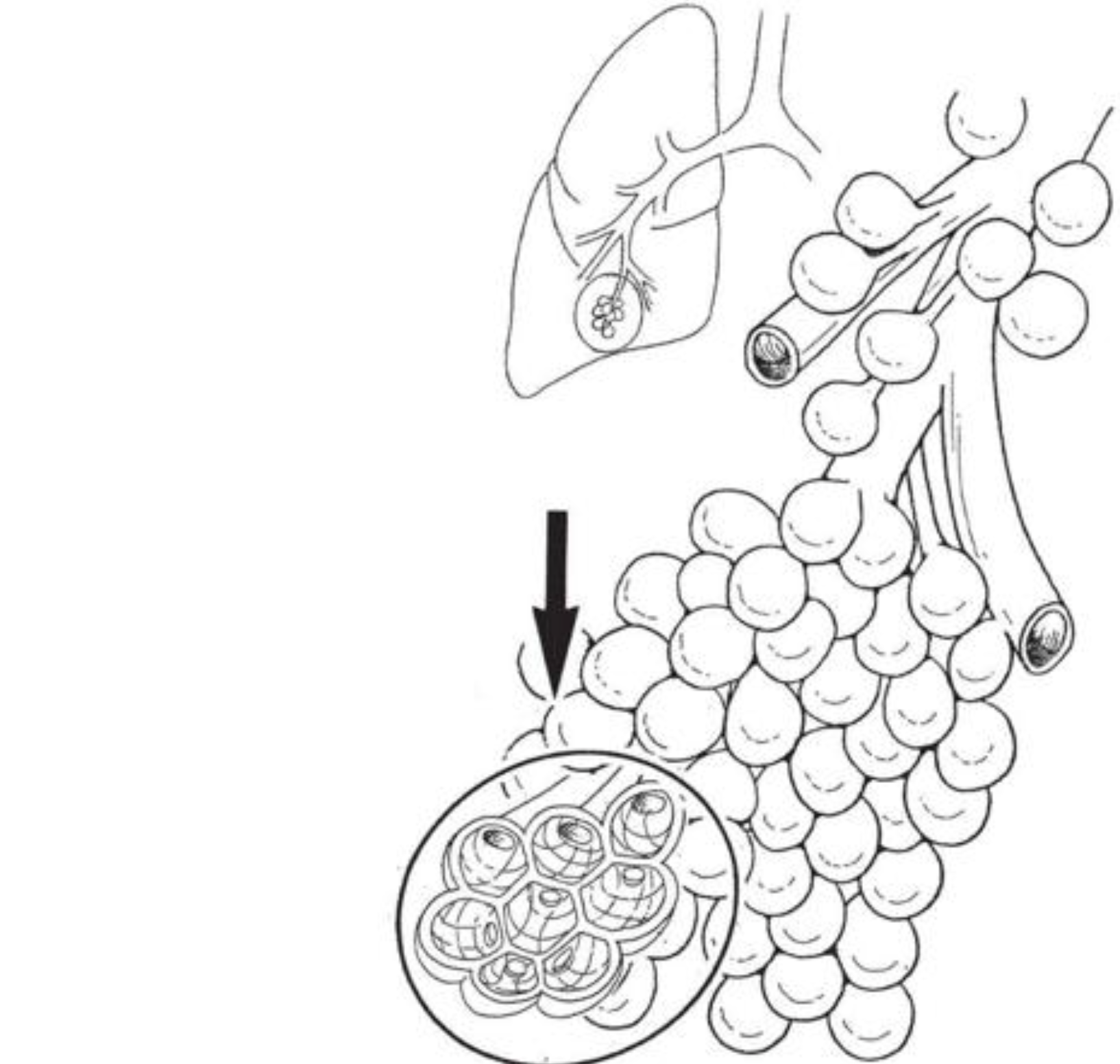 呼吸相关的器官