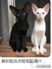 买猫防坑指南3：猫的价格规律，和三十种常见品种猫的合理价格