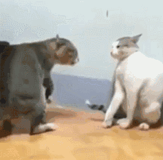 两个猫演的电视剧全集(两只猫吵架，因为太生气，吵到一半晕了过去？？？)