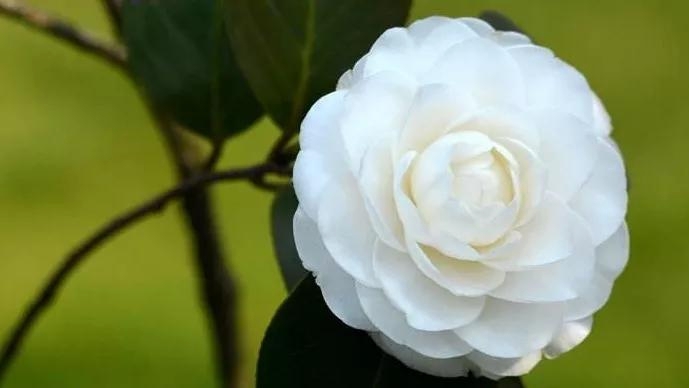 爱花如你，知道中国的十大名花都是哪些吗？