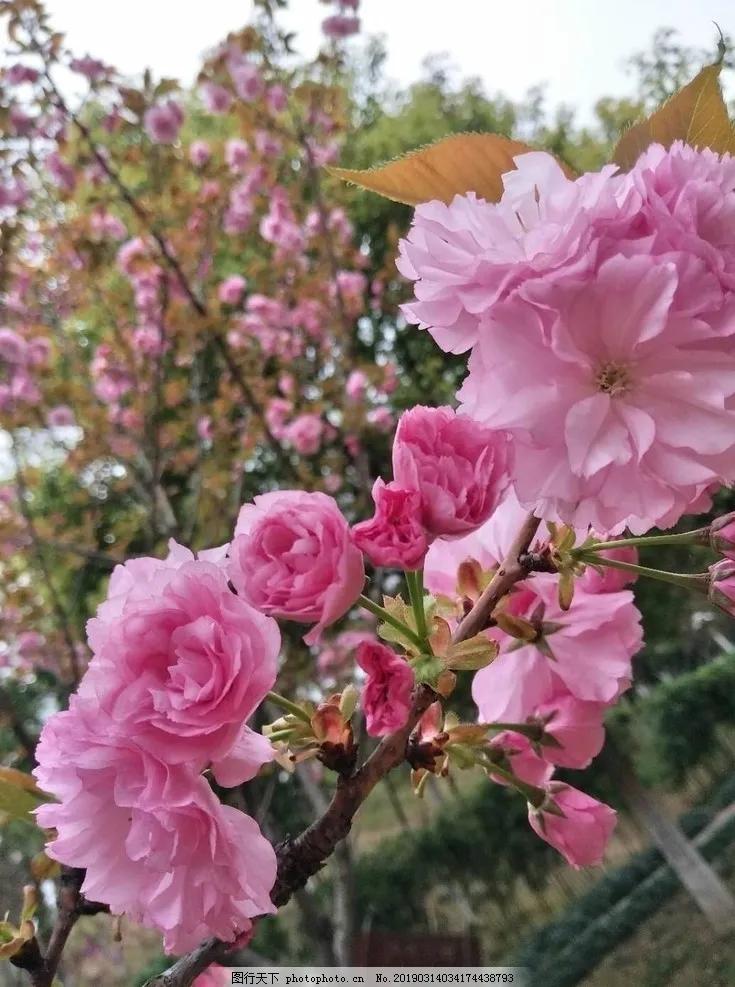 分享图片，浪漫唯美粉红色的花