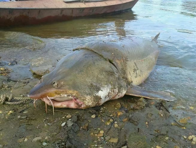 500斤鳇鱼现身黑龙江,被称为"水下大熊猫",为何这么珍稀?