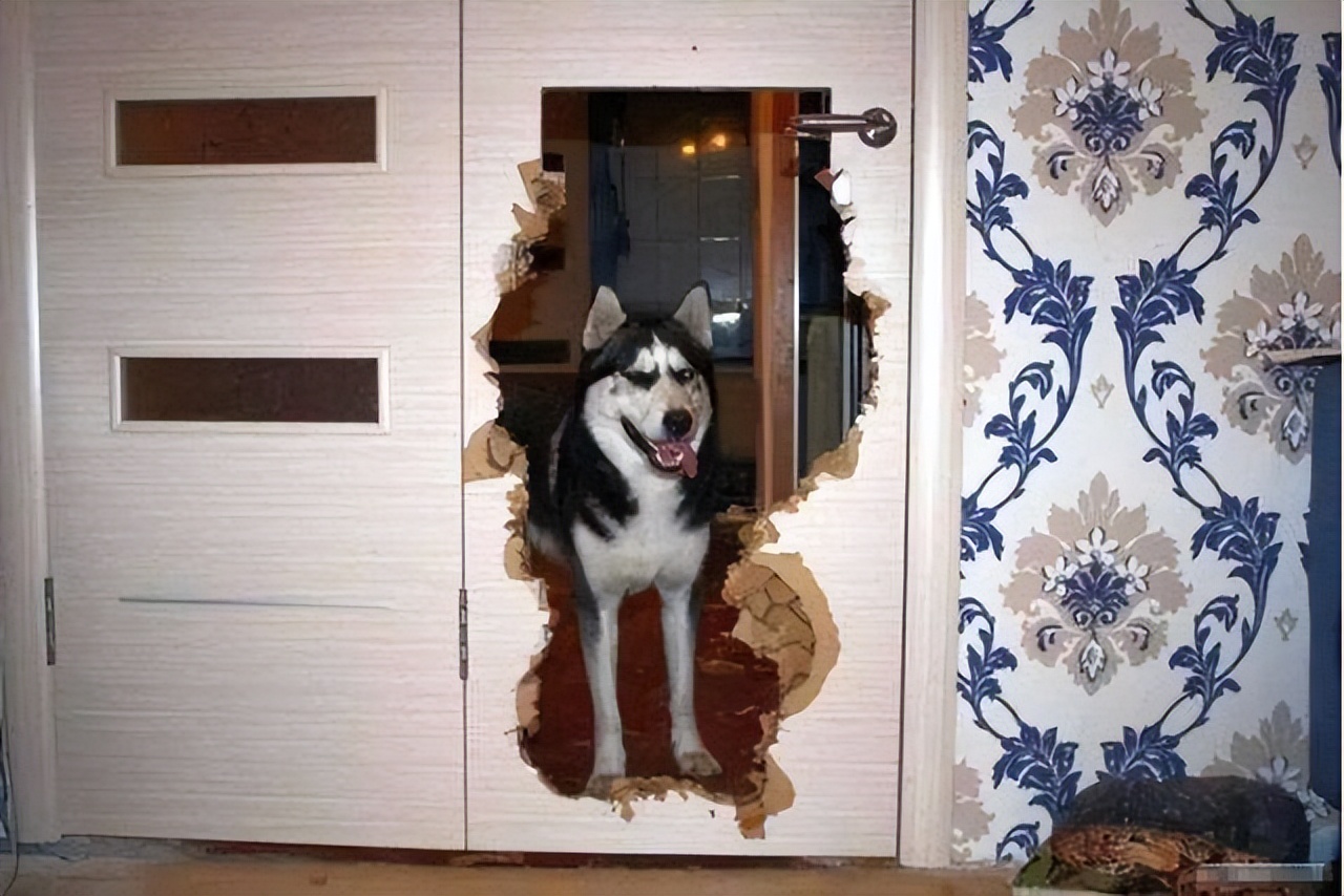 狗界拆家"四大天王",敢养的是牛人